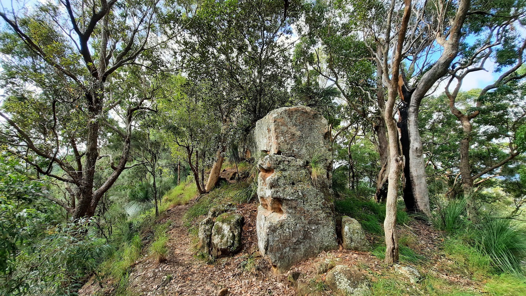 Hunter Indigenous Plants