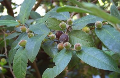 Common Bushfoods of the Hunter Valley