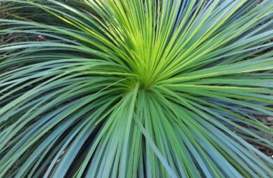 Native grasses and drought-tolerant gardens