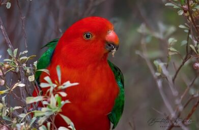 Creating Gardens for Backyard Wildlife