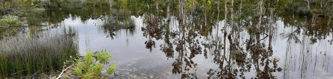 Attracting Frogs to your Garden