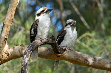 Attracting Birds to your Garden